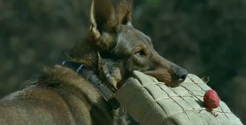 娱乐吃瓜酱虐猫小说,娱乐吃瓜酱的黑暗面揭露